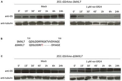 Quantitative Tandem Affinity Purification, an Effective Tool to Investigate Protein Complex Composition in Plant Hormone Signaling: Strigolactones in the Spotlight